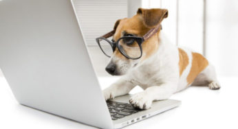 Marketing Digital para Pet Shop | Aumente as suas vendas com estratégias online